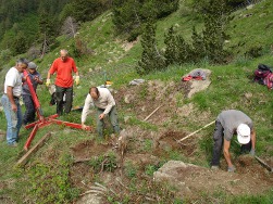  Une chevre devoreuse de souches